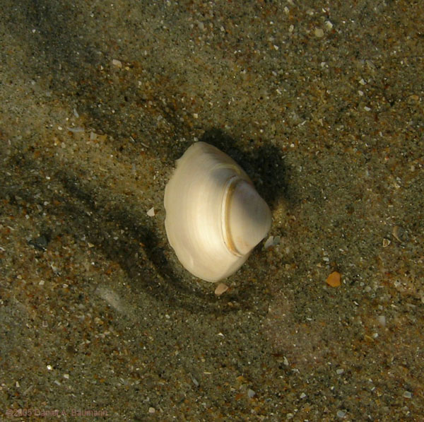 DenHaag063